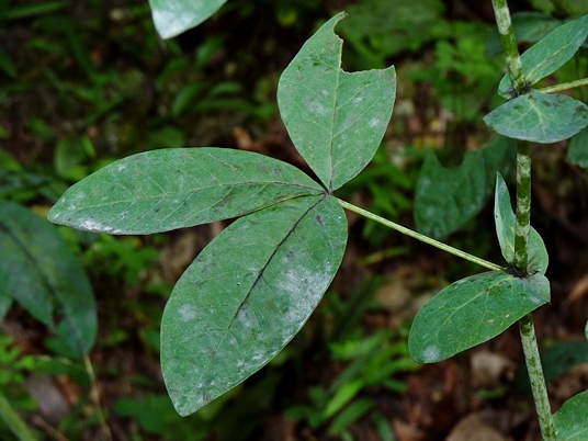 {Thermopsis villosa}